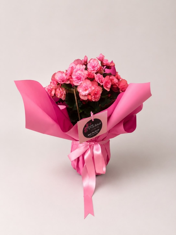 SAKSIDA KATMERLİ PEMBE BEGONYA